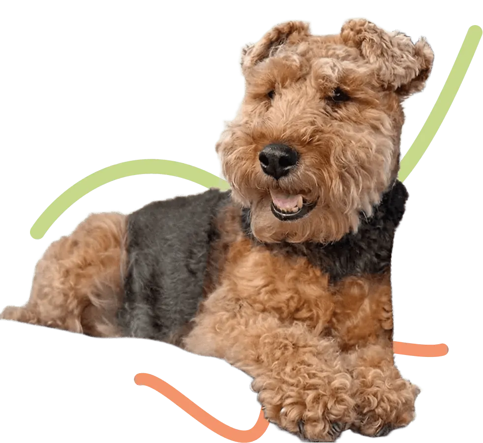 Jiro, el Welsh Terrier de terapia asistida con mascotas de Farfalle